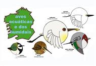 Aves acuáticas e dos humidais